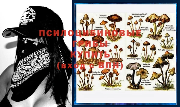 шишки Медвежьегорск